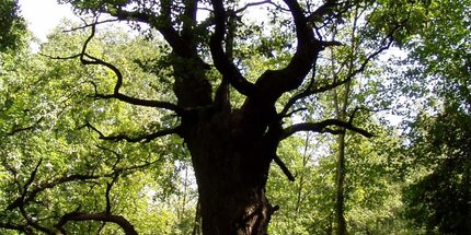 Tree "Dicke Marie" in Tegel Forest