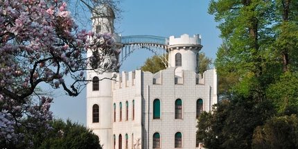 Blühende Tulpenmagnolien am Schloss Pfaueninsel in Berlin