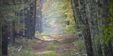 Spandauer Forst
