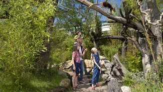 Baumkänguru im Regenwaldhaus Tierpark Berlin
