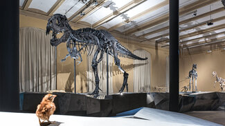 Scheletro del dinosauro Tristan a Berlino, Museo di Storia Naturale