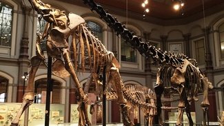Dinosaurierskelette im Sauriersaal des Museums fuer Naturkunde Berlin