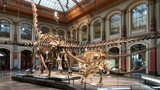 Dinosaurierskelett im Museum für Naturkunde Berlin