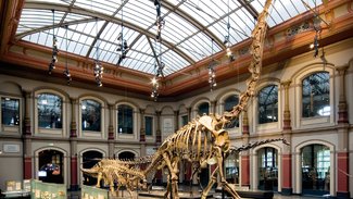 Museum für Naturkunde