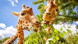 Tierpark Berlin