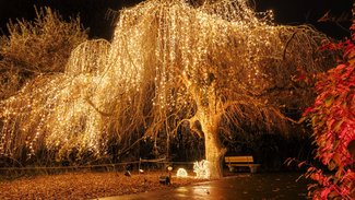 Christmas Garden 