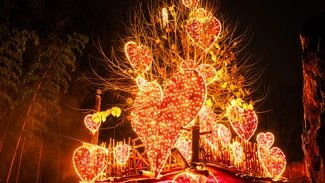 Christmas Garden 