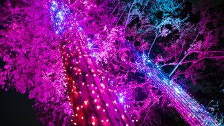 Christmas Garden 
