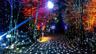 Christmas Garden 