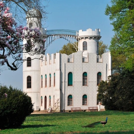 Blühende Tulpenmagnolien am Schloss Pfaueninsel in Berlin