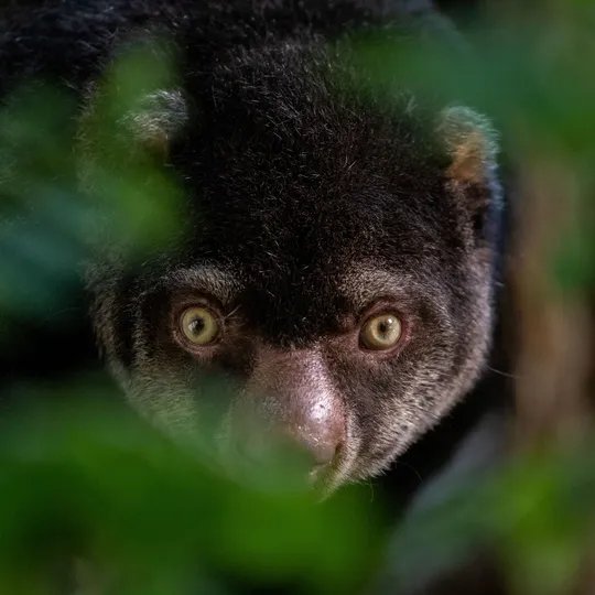 Bärenkuskus im Tierpark Berlin