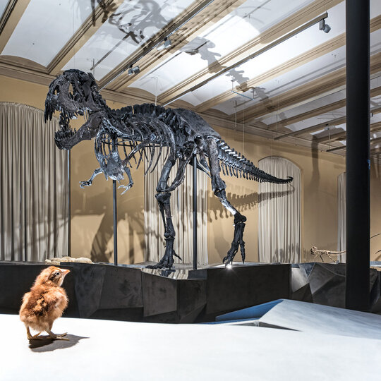 Esqueleto de dinosaurio Tristán en Berlín, Museo de Historia Natural