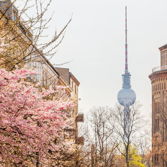 Blick vom Kollwitzplatz auf den Fernsehturm im Frühling