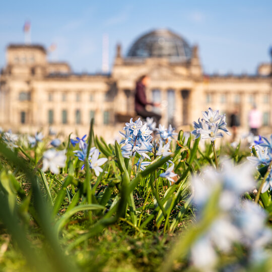 Frühling am Reichstag