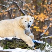 Winter im Tierpark Berlin