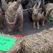 Primavera / Spargelfest