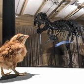 Dinosaurierskelett Tristan