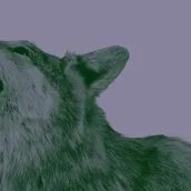 VISUAL „Natur und deutsche Geschichte”