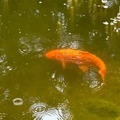 Goldkarpfen im Teich