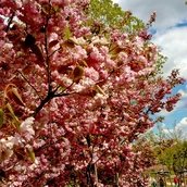 Gärten der Welt - Kirschblütenfest