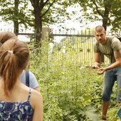 Wildkräuterwanderungen in Berlin