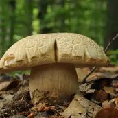 Pilz im Wald