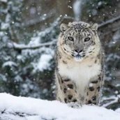 Advents- und Wintertouren im Tierpark Berlin