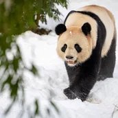 Advents- und Wintertouren im Zoo Berlin