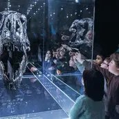 Tyrannosaurus Rex Schädel