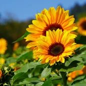 Sonnenblumen
