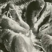 Aenne Biermann (1898-1933), Blutorange, 1928/1929, Silbergelatinepapier, (Detail)