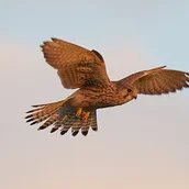 Greifvogel