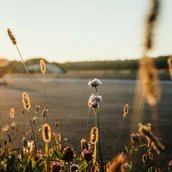 Sch(l)au genau: Geheimnisvolle Wunderpflanzen – Workshop für Schulklassen 2-10