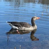 genid-66bd5bdb641047d8ad0a83edd26b83f523466984-b5