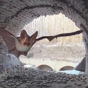 Fledermaus