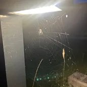 Ein Spinnennetz, fotografiert in Berlin, September 2025.