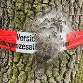 Eichenprozessionsraupen in Berlin, 2026.