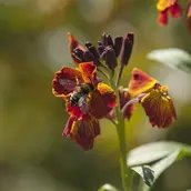 Biene auf einer Blüte