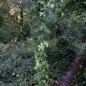 Waldpfad