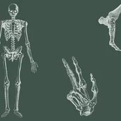  Anatomie von Kopf bis Fuß