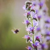 Notizbuch Natur – Kreativworkshop für Schulklassen 5–10