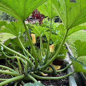 Süßes Obst, knackiges Gemüse und duftende Gewürze