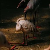 Kneeling Flamingo, 2026