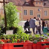Berliner Staudenmarkt
