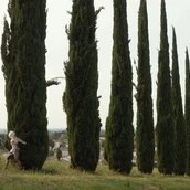 Zwei Personen in prunkvoller Kleidung laufen vor einer Reihe von Zypressen.