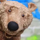 Faulbär büxt aus Faulbär büxt aus