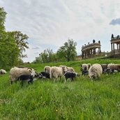 Schafe in Sanssouci – unterhalb der Kolonnaden von Schloss Sanssouci
