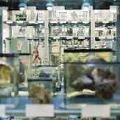 Berliner Medizinhistorisches Museum der Charité, Präparatevitrinen Dauerausstellung "Dem Leben auf der Spur", Rudolf-Virchow-Sammlung Feucht- und Trockenpräparate © Berliner Medizinhistorisches Museum der Charité