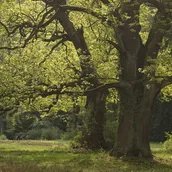 Alte Eichen auf der Pfaueninsel
