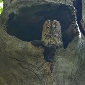 Veranstaltungen in Berlin: Das Wildtierparadies Pfaueninsel: Wildtiere und Greifvögel auf der Pfaueninsel